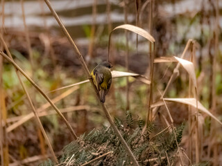 Yellow Robin Turned