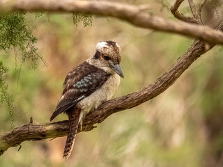  Young Kookaburra Head Down