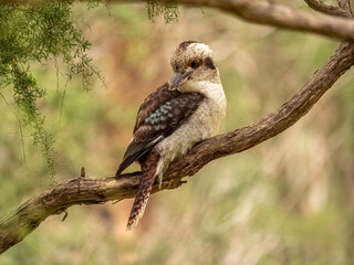  Young Kookaburra Looks Back