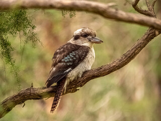  Young Kookaburra Right