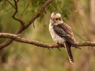  Young Kookaburra
