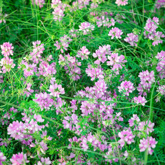 Forest flowers in the meadow.
