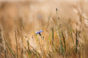 
Kornblume im Weizen-Desktop-Hintergrund