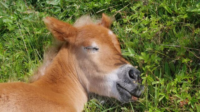 Face of a Sleeping Wild Foal Baby Horse in the Appalachian Mountains