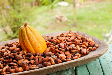 cocoa beans and fruits - Theobroma cacao L. image, close-up image