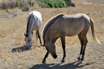 horses in the field