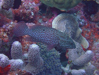 Coney Grouper Camouflaged on the Reef
