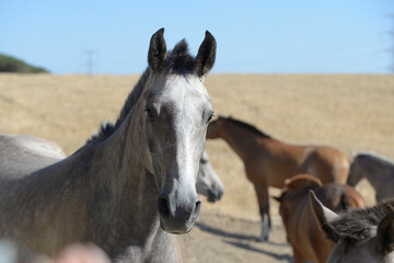 Obraz premium portrait of a horse