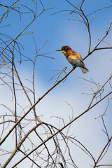 nice colorful bee-eater on the tree branch