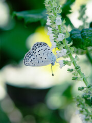 明るい日陰でアオジソの花から吸蜜するヤマトシジミ1