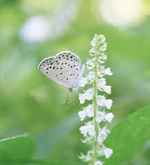 明るい日陰でアオジソの花から吸蜜するヤマトシジミ2