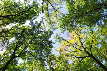 Fototapeta na wymiar 青空と森林の木々の風景1