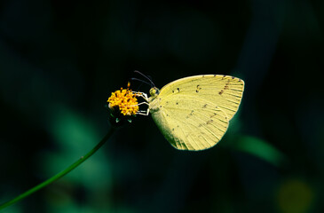 暗い日陰の前にあるコセンダングサの花から吸蜜するキチョウ1