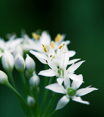 Obraz premium 列状に見える曇天下のニラの花序の一部1