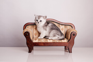 Süße Britisch Kurzhaar Kätzchen auf einem kleinen Sofa
