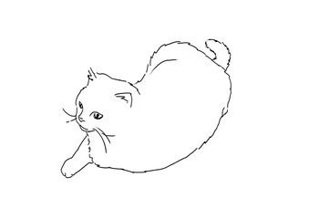 猫