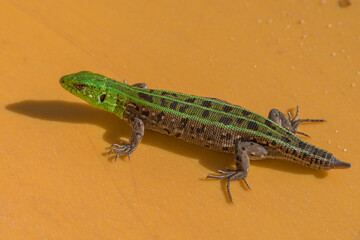 Green lizard close up in macro