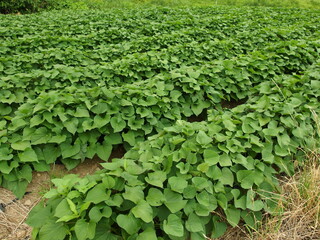 サツマイモ畑