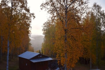 Foggy autumn morning in the hills outside of Fairbanks, Alaska