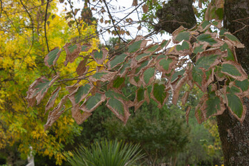 Dry leaves in thr garden.