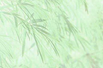 Art of the beautiful bamboo leaf close up use for abstract image for background.