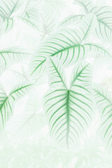 Art of the beautiful green leaf close up use for abstract image for background.