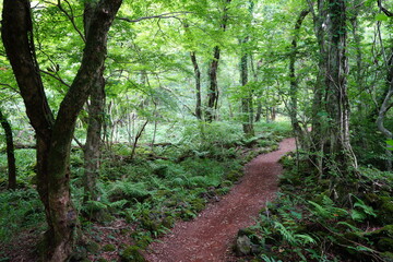 Obraz premium a refreshing spring forest in the sunlight