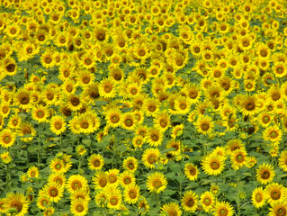 ヒマワリ　向日葵