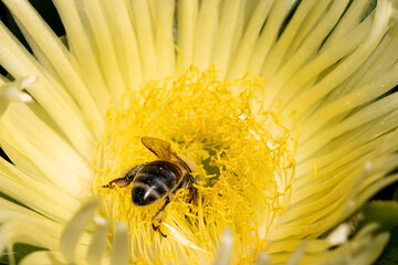 Pszczoła zbiera pyłek kwiatowy - obrazy, fototapety, plakaty