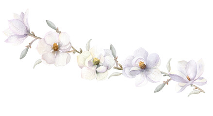 White magnolia flower. Hand-drawn watercolor illustrationA branch with white magnolia flowers, leaves and buds. Hand-drawn watercolor illustration