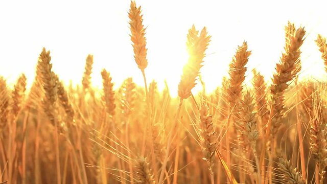 Golden yellow ripe wheat field under the sun