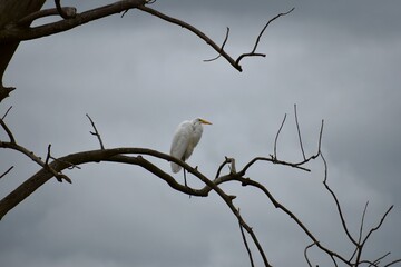 Eerie Egret