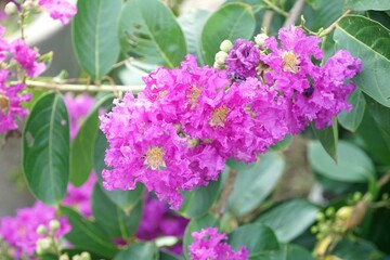 Fototapeta premium Lagerstroemia speciosa flower in nature garden
