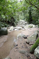 nature forest in country Thailand