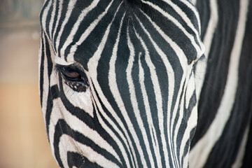 portrait of a black and white zebra, close-up of the eye