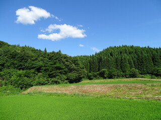 初夏の農村風景