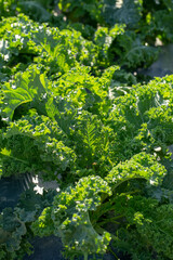 Fresh green leaves of Kale. Green vegetable leaves plant