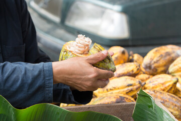 Fresh cocoa beans in the hand of a farmer