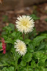 Barberton daisy, Gerbera daisy flower In the flower garden.