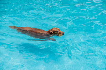 Obraz premium Golden Retriever swimming in the pool