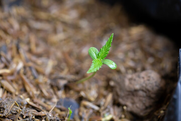 Cannabis seedlings that are sprouting in seed bags.
