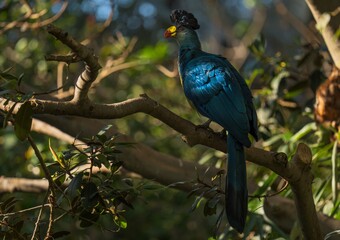 This image showcases a stunning Great Blue Turaco (Corythaeola cristata) perched on a branch.