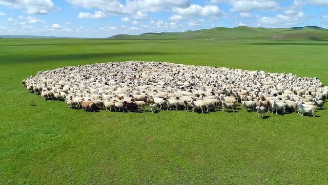 A herd of sheep running in a regular circle on the grassland of Inner Mongolia