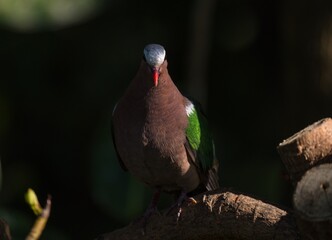 This image features a grey-capped emerald dove (Chalcophaps indica) bird perched on a branch and illuminated by a sun beam.