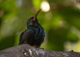 This macro image captures a Black Bulbul bird (Hypispetes leucocephalus) puffing out it's beautiful feathers and pointing it's long beak up into the air.