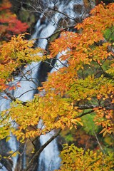 奥日光　霧降の滝　秋景色