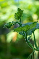Pumpkin top vines in the backyard kitchen garden. Cook vegetarian food for people who practice dharma.