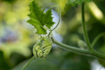 Pumpkin top vines in the backyard kitchen garden. Cook vegetarian food for people who practice dharma.