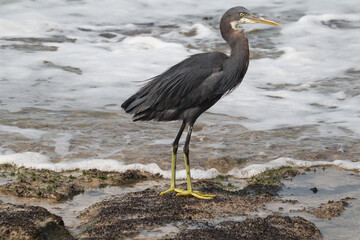 great blue heron