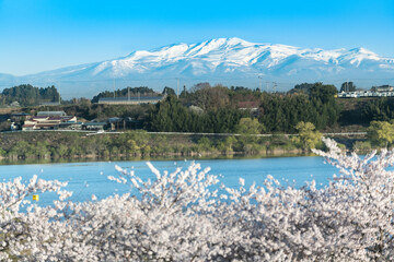 Obraz premium 日本 長沼フートピア公園満開の桜と栗駒山